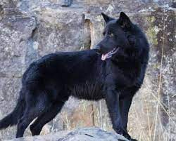 Mexican Dog Breeds