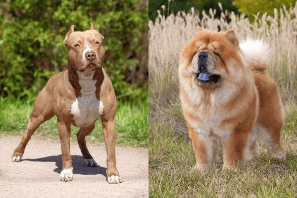 Can A Chow Chow Beat A Pitbull