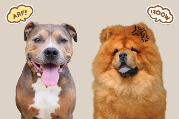 Can A Chow Chow Beat A Pitbull 
