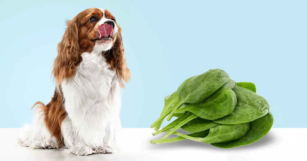 Can Dogs Eat Spinach