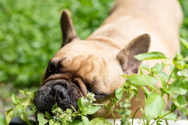 Can Dogs Eat Basil