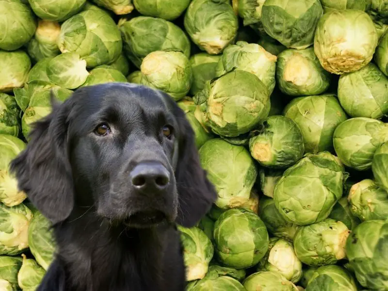 Can Dogs Eat Brussel Sprouts