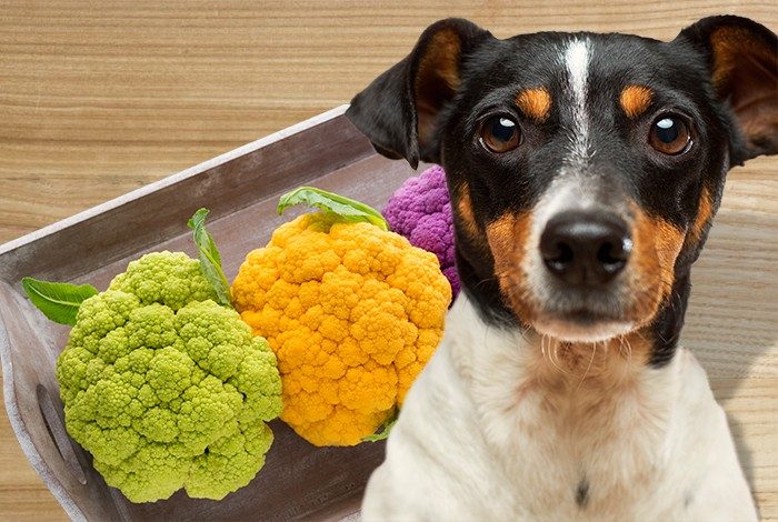 Can Dogs Eat Cauliflower