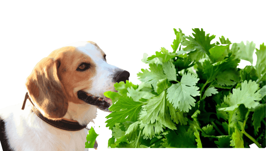 Can Dogs Eat Cilantro