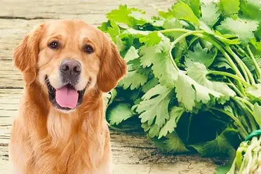 Can Dogs Eat Cilantro