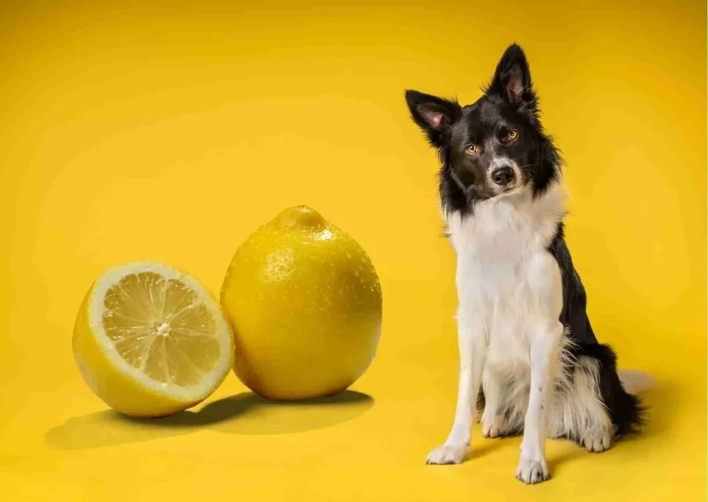 Can Dogs Eat Lemons