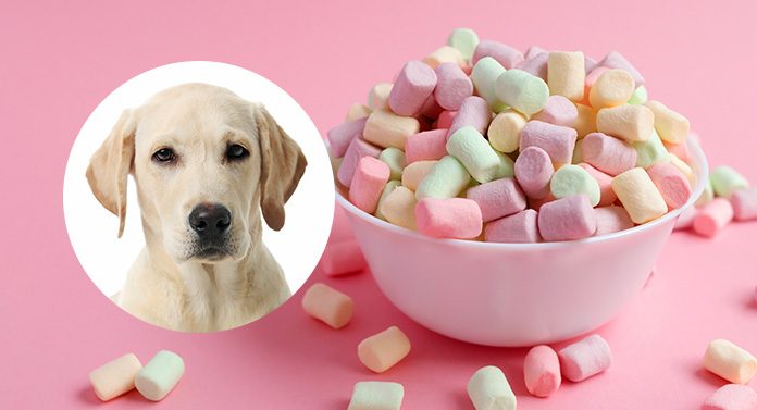 Can Dogs Eat Marshmallows