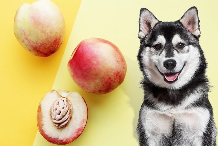 Can Dogs Eat Peaches