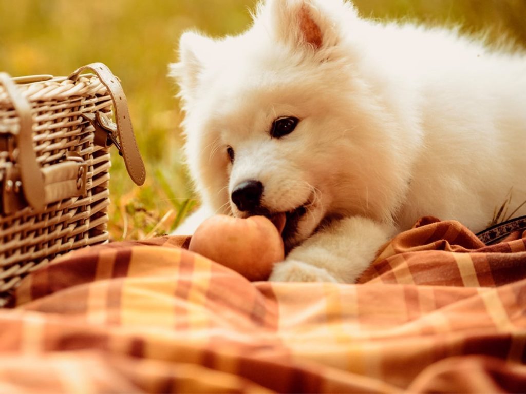 Can Dogs Eat Peaches