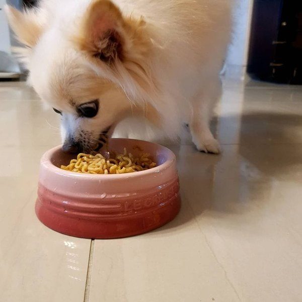 Can Dogs Eat Noodles