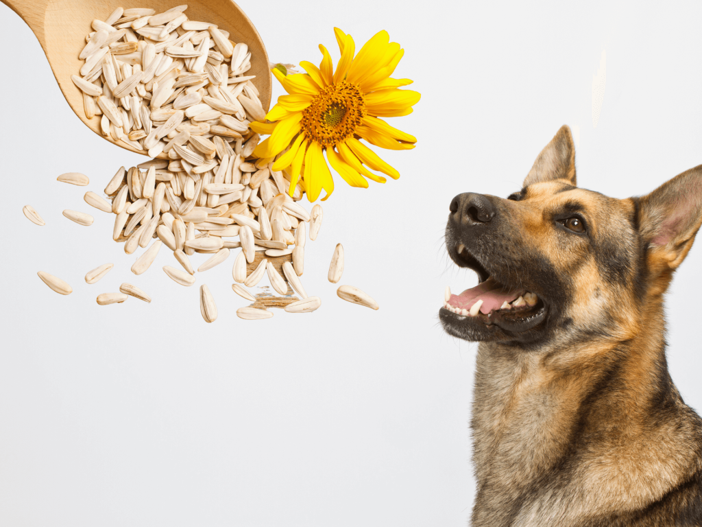 Can Dogs Eat Sunflower Seeds