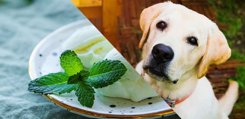 Dogs Eat Peppermint