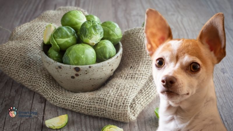 Can Dogs Eat Brussel Sprouts