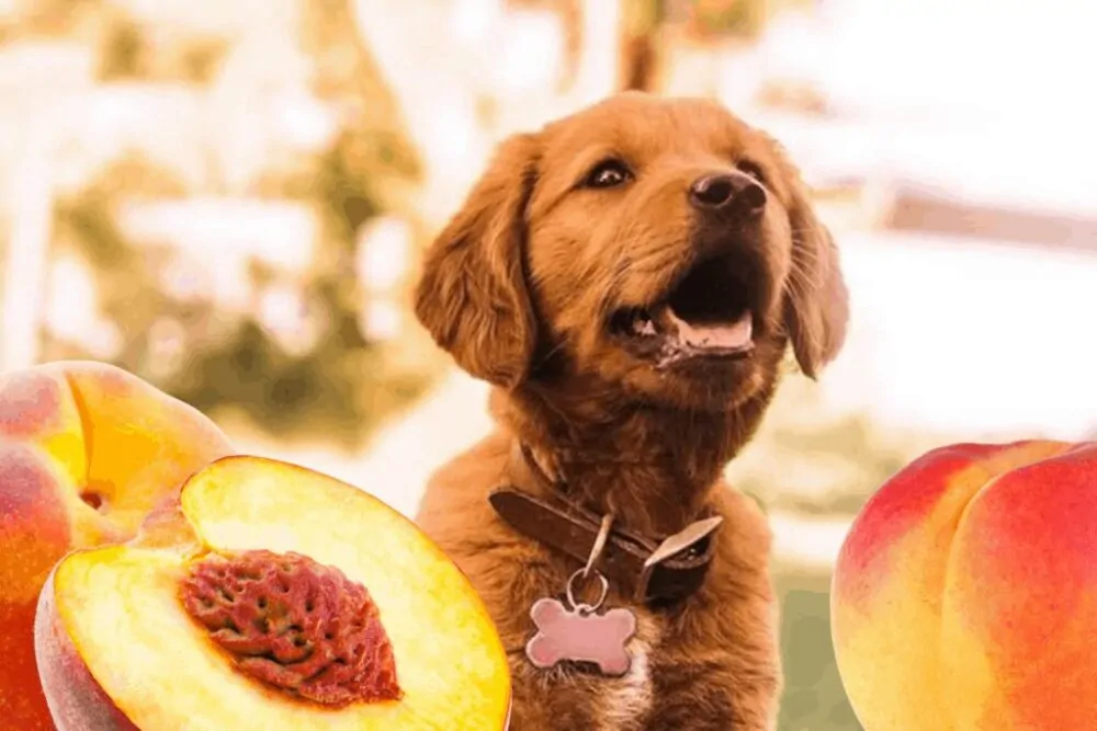 Can Dogs Eat Peaches