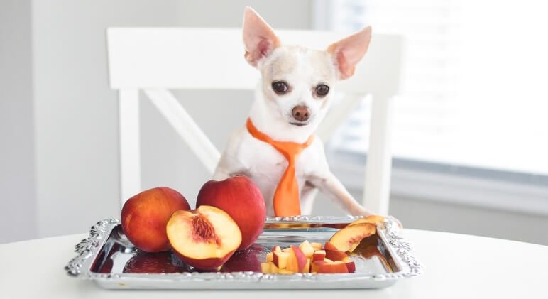 Can Dogs Eat Peaches