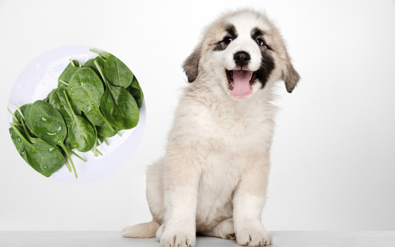 Can Dogs Eat Spinach