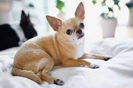 Mexican Dog Breeds