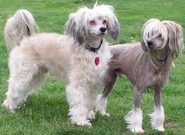 Mexican Dog Breeds