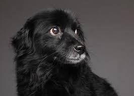 Black Dog