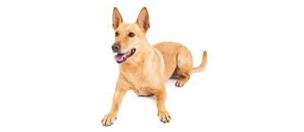 Mountain Cur