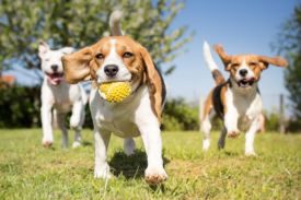 Dog Breed