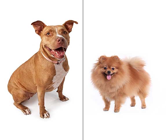 Pomeranian and Pitbull mix