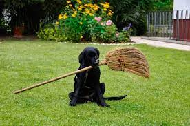 Broom For Dog Hair