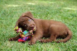 Creating Paw-Some Crafts And Toys For Your Furry