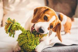 DIY projects for your pup 
