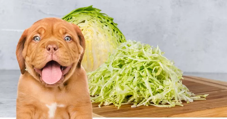 Can Dogs Safely Eat Cabbage