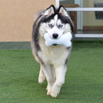san mateo spca