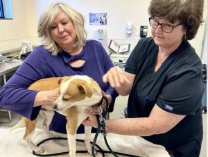 Dallas Spca