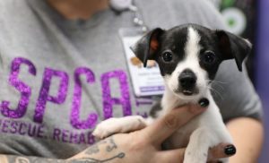Dallas Spca