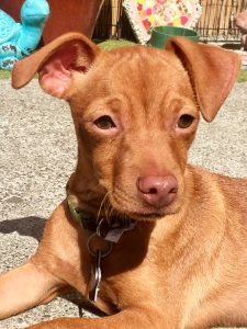 Vizsla and Chihuahua Mix