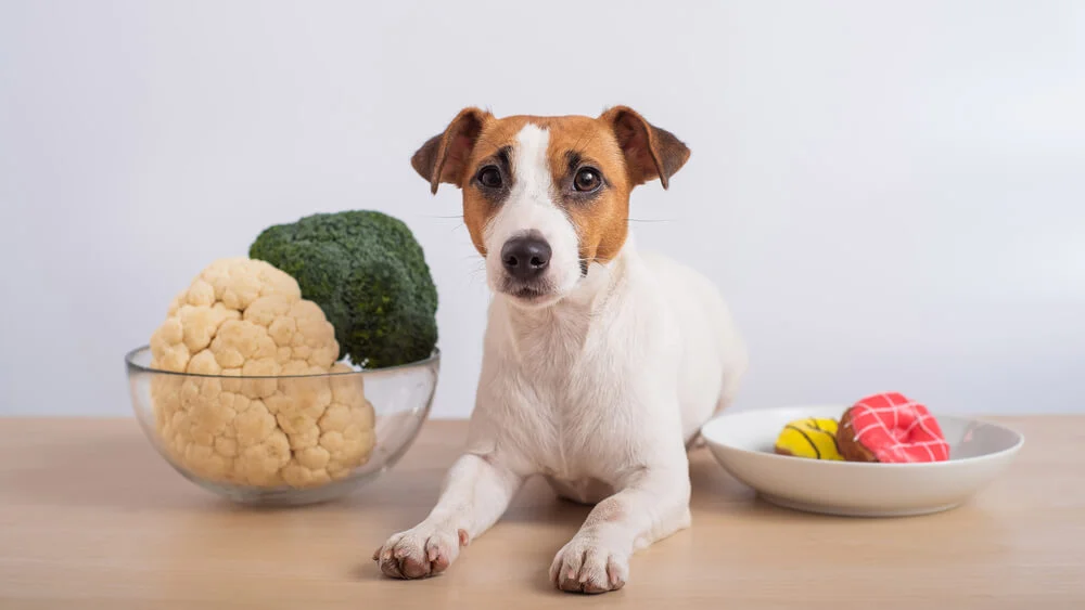Can Dogs Eat Cauliflower