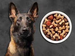 Belgian Malinois