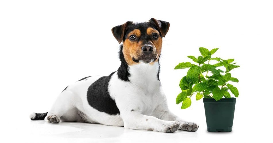 Dogs Eat Peppermint