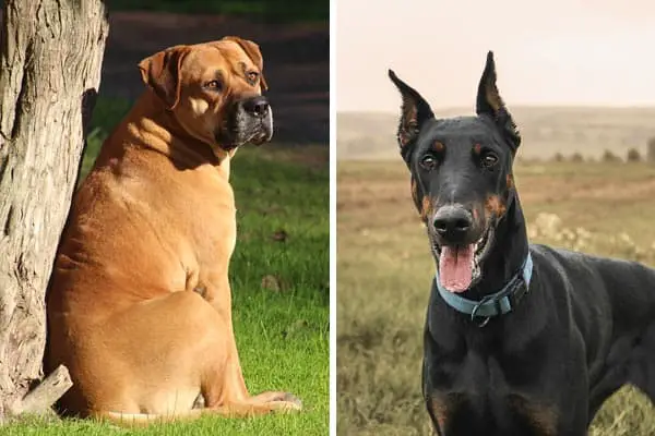 Cane Corso and Doberman Pinscher Mix