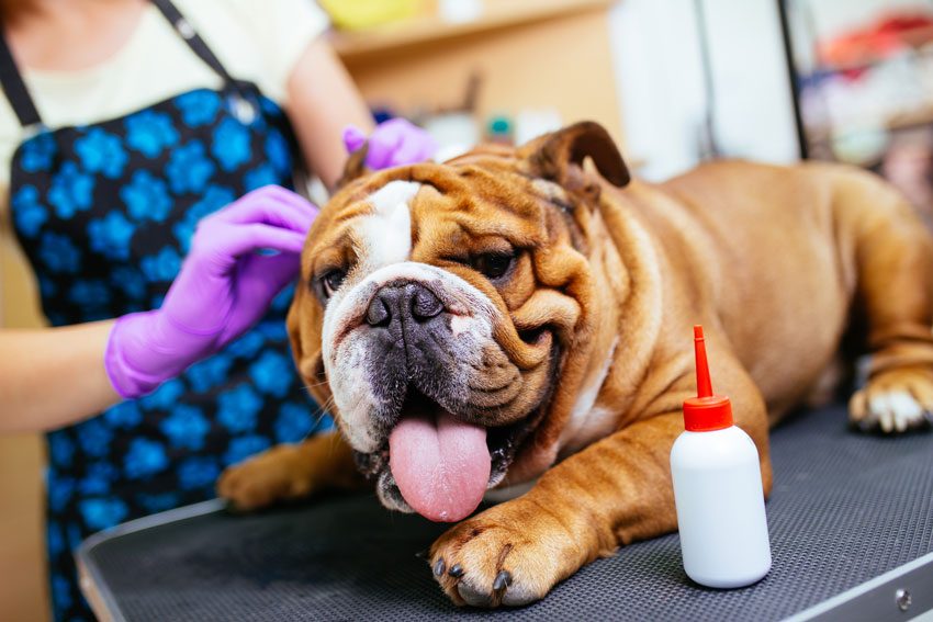 dog ear cleaning