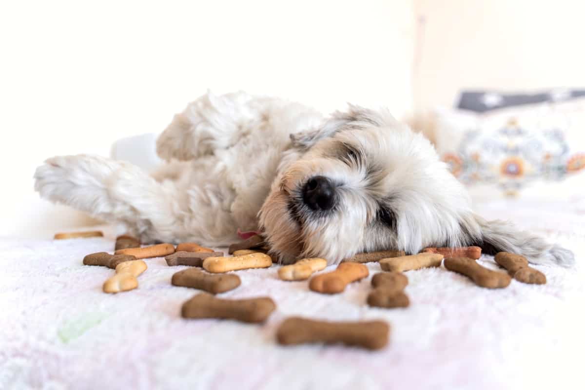Can Dogs Eat Gingerbread