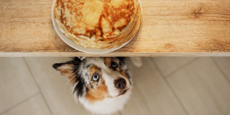 Can Dogs Eat Pancakes