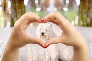 Dogs Unconditional Love