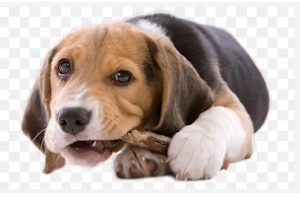 Elmore Spca