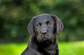 Black Dog