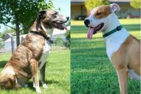 Mountain Cur and Pitbull Mix