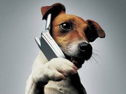 Dog Translator