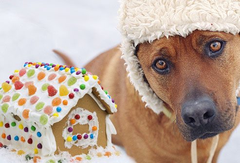 Can Dogs Eat Gingerbread