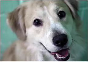 Ithaca SPCA