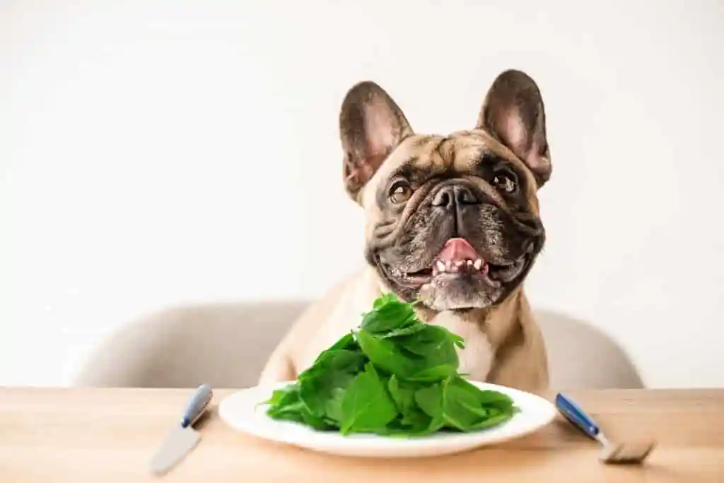 Can Dogs Eat Spinach