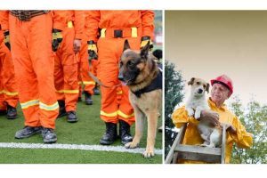 From Abandoned To Adored: The Heartwarming Journey Of A Rescued Dog